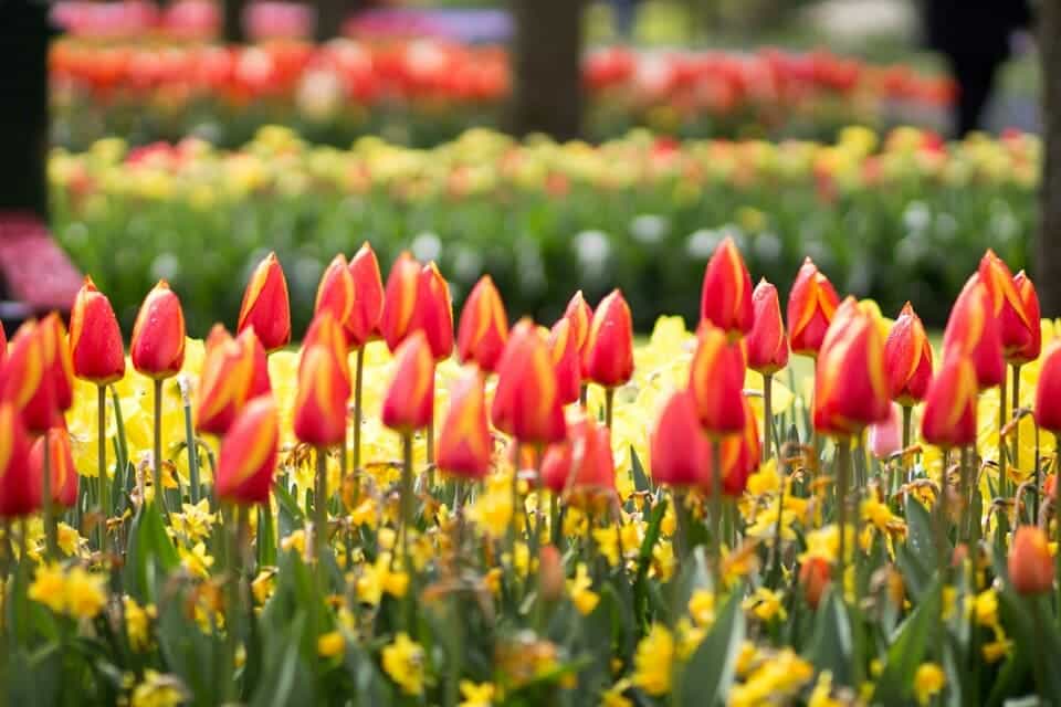 keukenhof kierros amsterdam ()